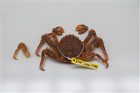 藏品(近親盾牌蟹)的圖片